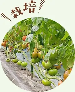 気候に左右されない安定した大玉トマトのハウス栽培